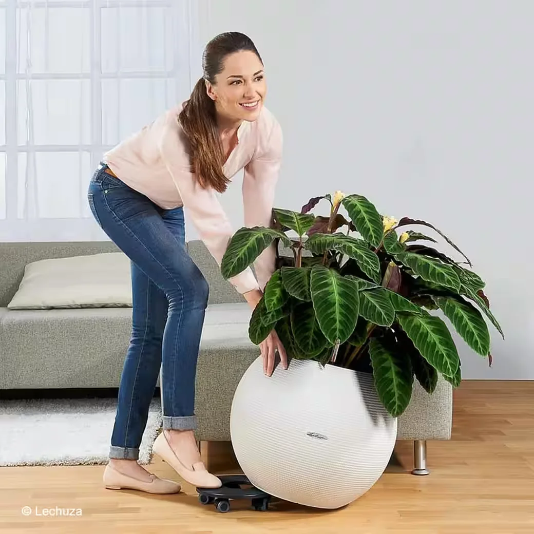 LECHUZA Pflanzkübel Rolluntersetzer Classico 50 Quadro 50 Canto 40