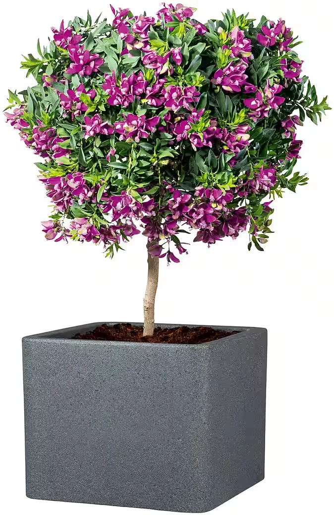 SCHEURICH ALEA UET Blumentopf 40/140